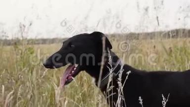 黑灰狗站在高高的草地上